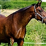 Thueringer_Reitpferd_58_ (10)